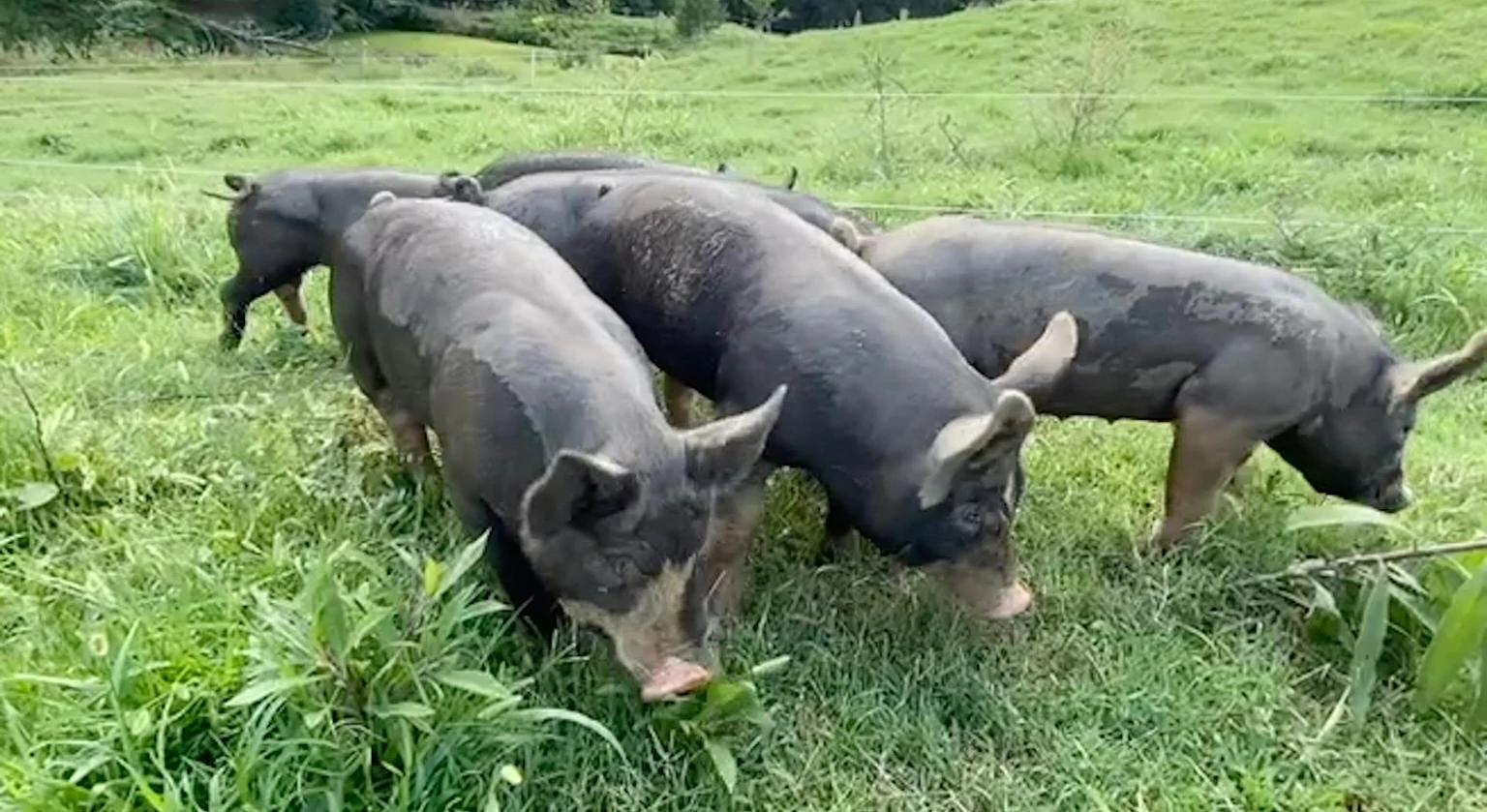 Our Pigs